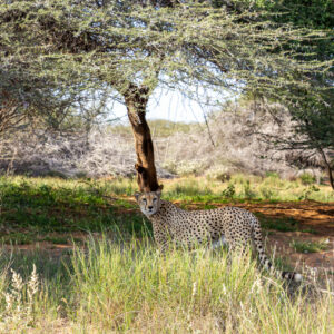 WONDERS OF OUR PLANET, Beauty of wildlife by Camille Massida Photography